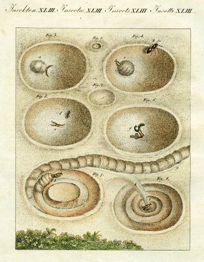 Illustration of an Ant Lion Catching Its Prey, 1790 by Jacob Xavier Schmuzer